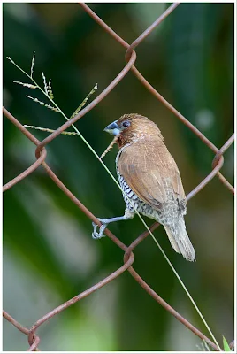 Scaly-breasted Munia (Lonchura punctulata)