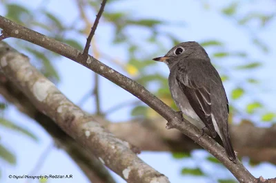 Asian Brown Flycatcher (Muscicapa dauurica)