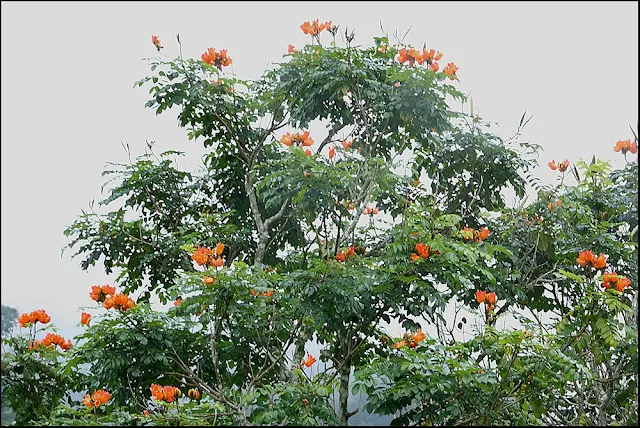 African Tulip Tree (Spathodea campanulata)