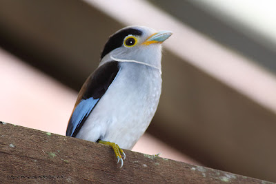 Silver-breasted Broadbill