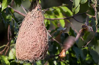 Baya Weaver Courtship 