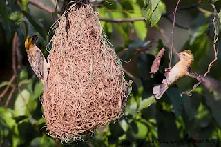 Baya Weaver Courtship