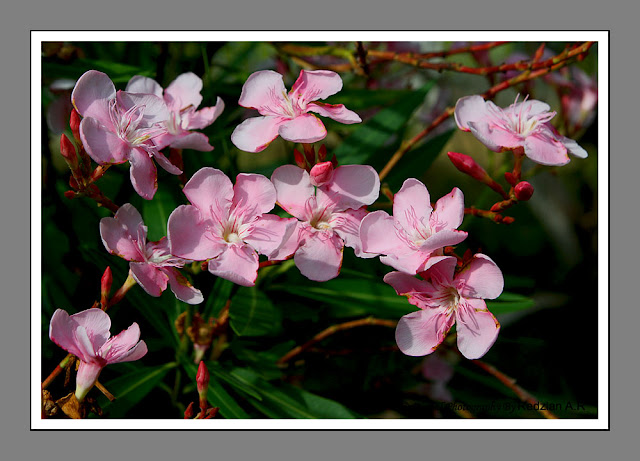 Pink Flowers