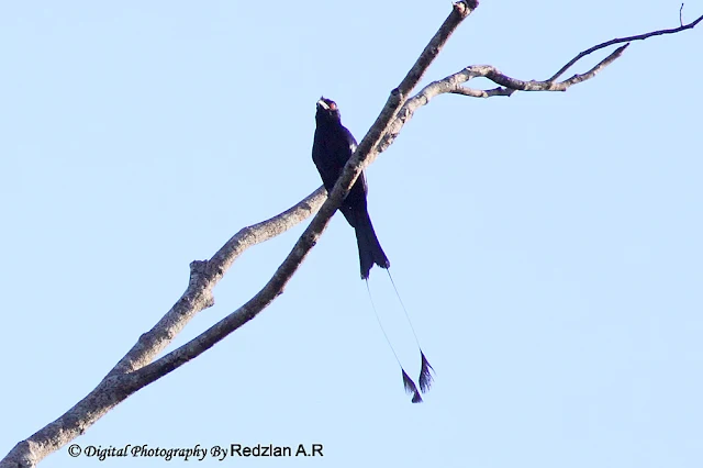 Greater Racquet-tailed Drongo