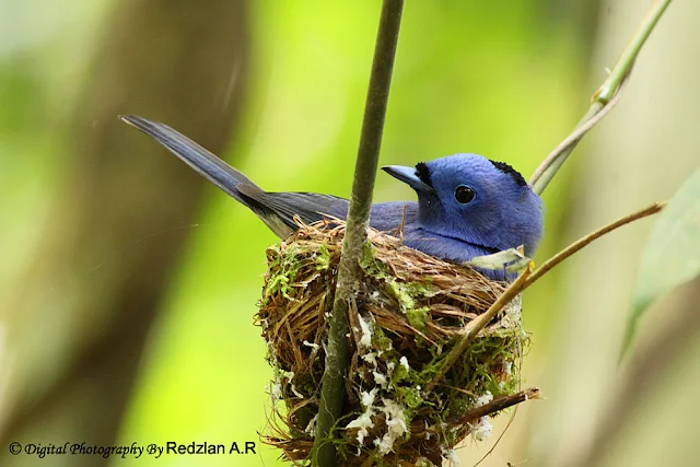 Black-naped Monarch