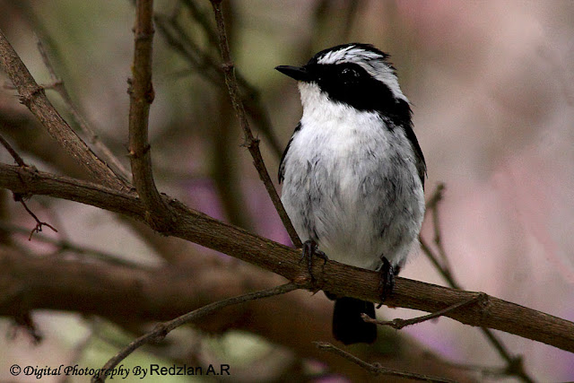 Little Pied Flycatcher