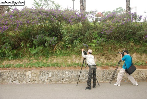 Caching the little pied Flycatcher