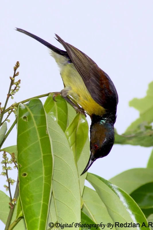 Brown-throated Sunbird 