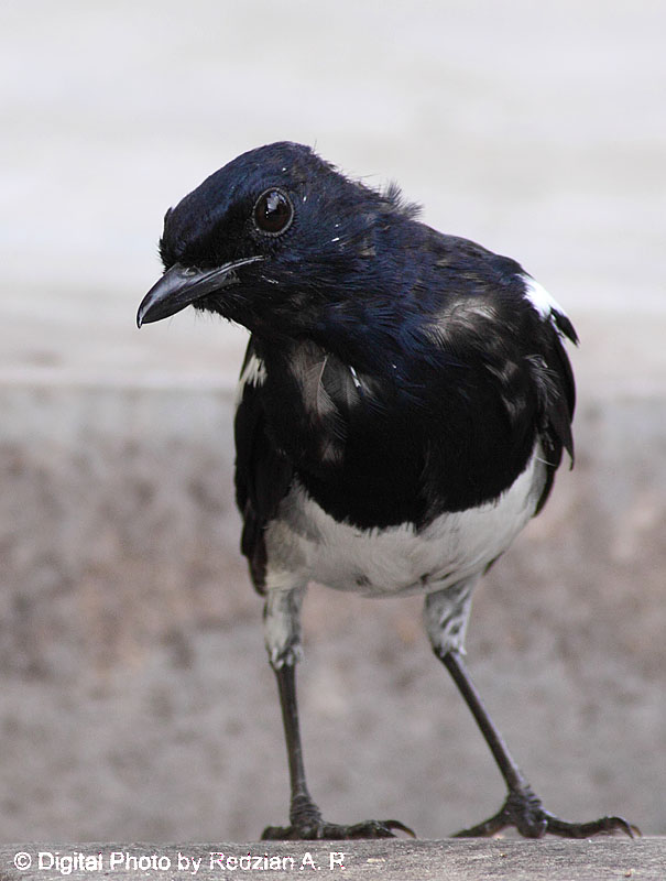 uvenile Magpie Robin - Anak Murai