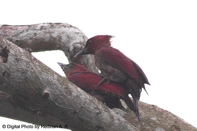 Mating