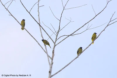 Flock of Black-headed Bulbul