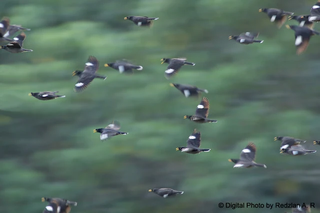 Mynas in flight