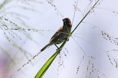 Copyright © Pipit Pinang Image by: Dr. Redzlan A.R Pipit Pinang