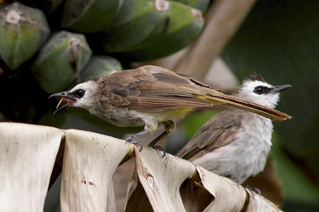 Bulbul singing