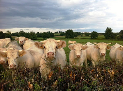 Photo of cows in Giverny