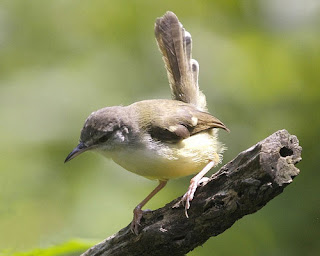 sekilas tampak tampilan burung ini kurang menarik Burung CIBLEK, SI KECIL CABE RAWIT