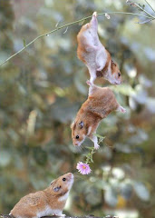 Hamsters, how cute