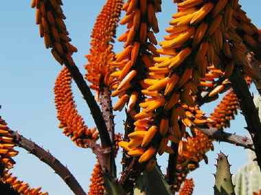 Blommande kaktus