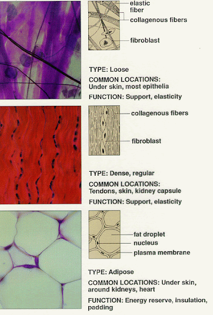 Yolanda - Anatomy and Physiology: Tissue: The Living Fabric