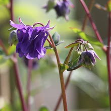 Aquilegia