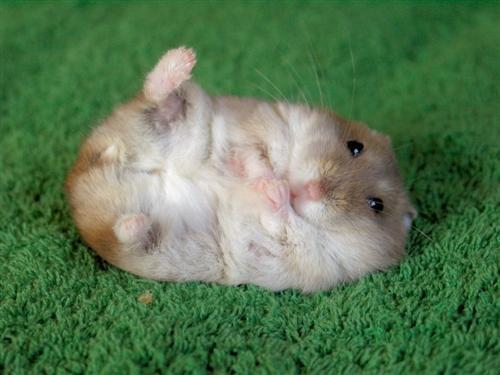 gambar hamster lucu