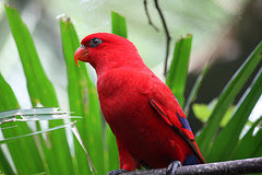 Spisak ptica za čije držanje i uzgoje je potrebna dozvola ministarstva - Page 2 Red+lory