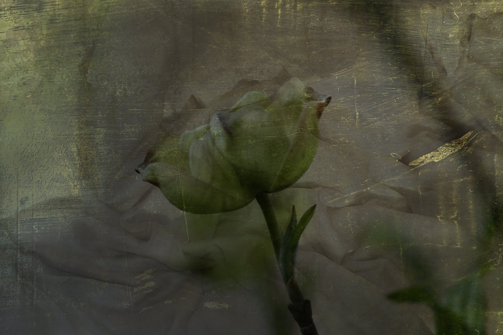 Dogwood+flower+pictures+free