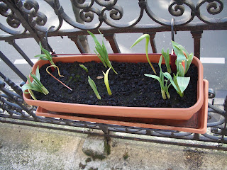 Ker Asie Un Jardin Du Morbihan Mai 2017