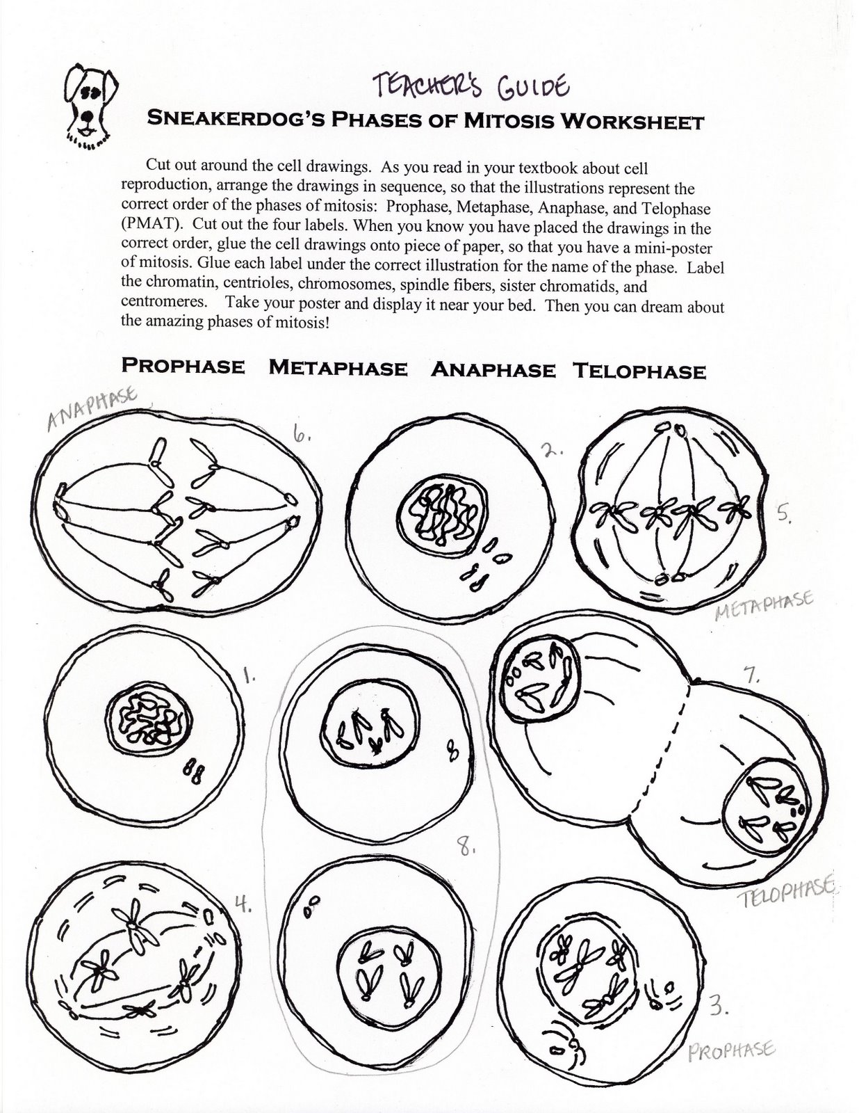 [MITOSIS2.JPG]