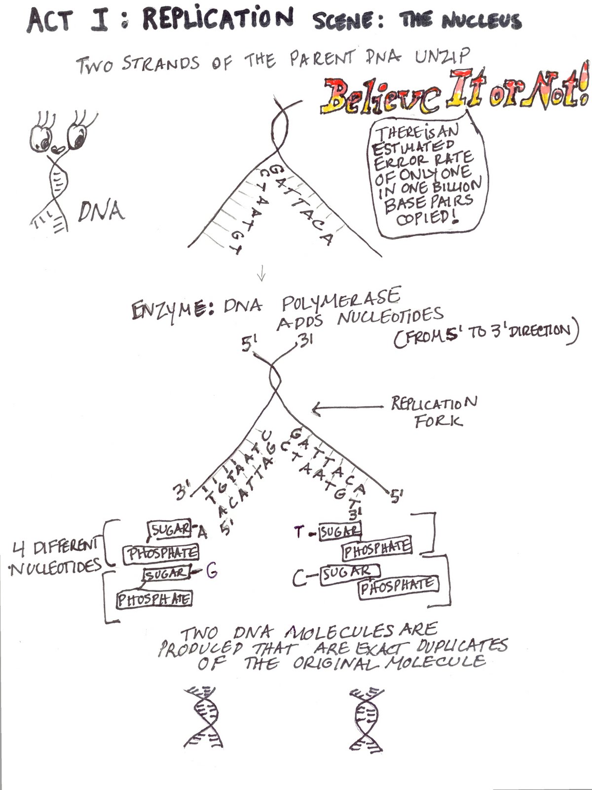 Printables Protein Synthesis Activity Worksheet protein synthesis overview diagram worksheet juanribon com storyboardingdesign