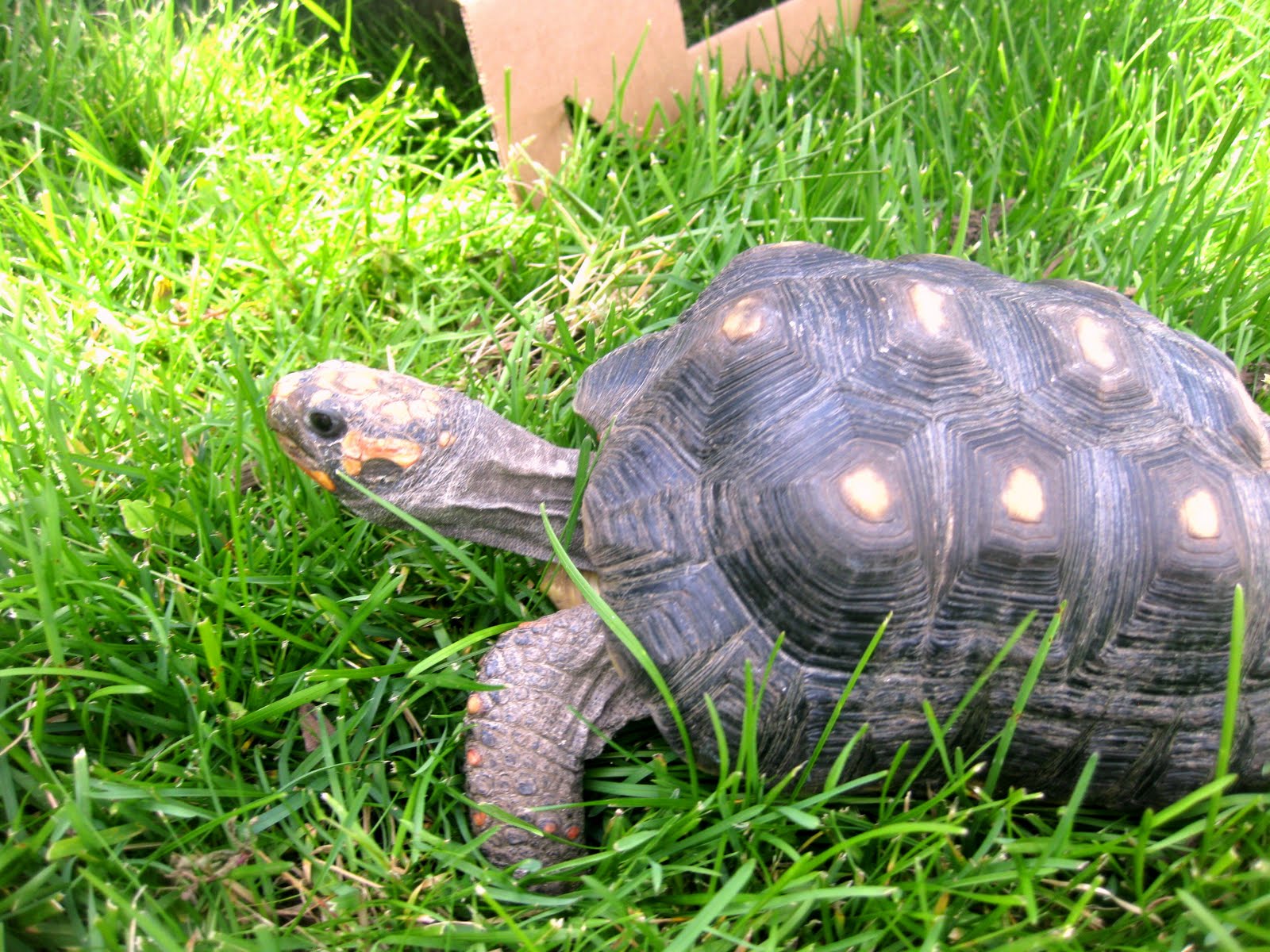 exotic animals exotic animals