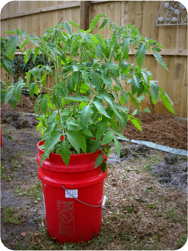Front Porch Gardening Soil and Hydroponics Tomato Update Pickle