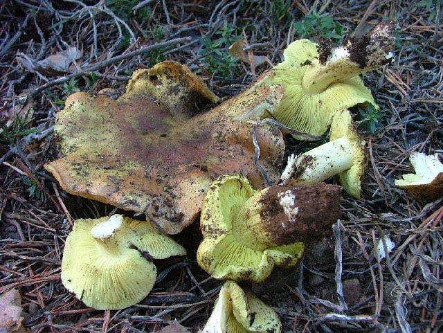 [Tricholoma+auratum.jpg]