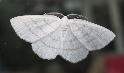 white moth