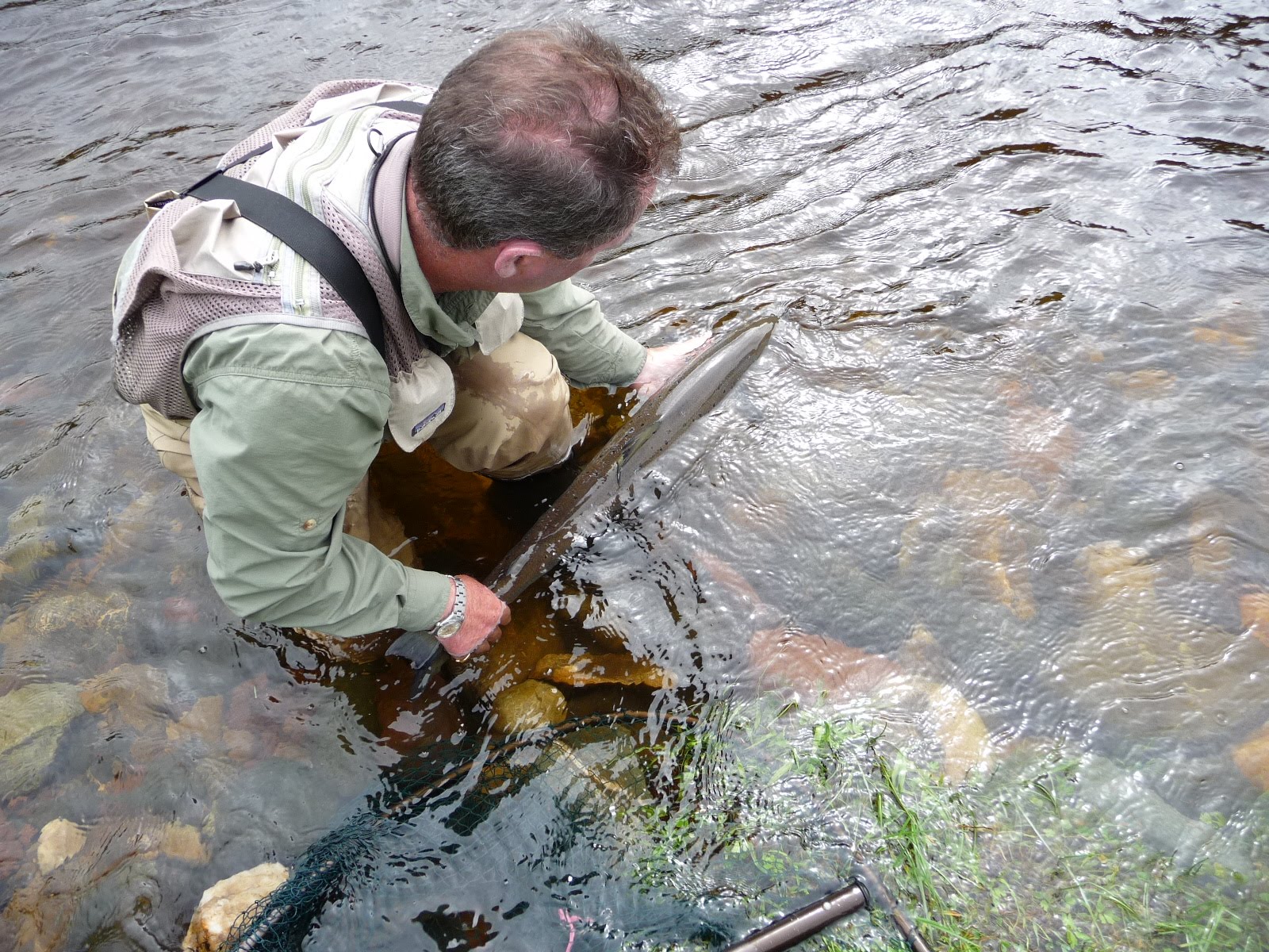 Salmon Fishing Scotland. Salmon Fishing Scotland Catching Summer