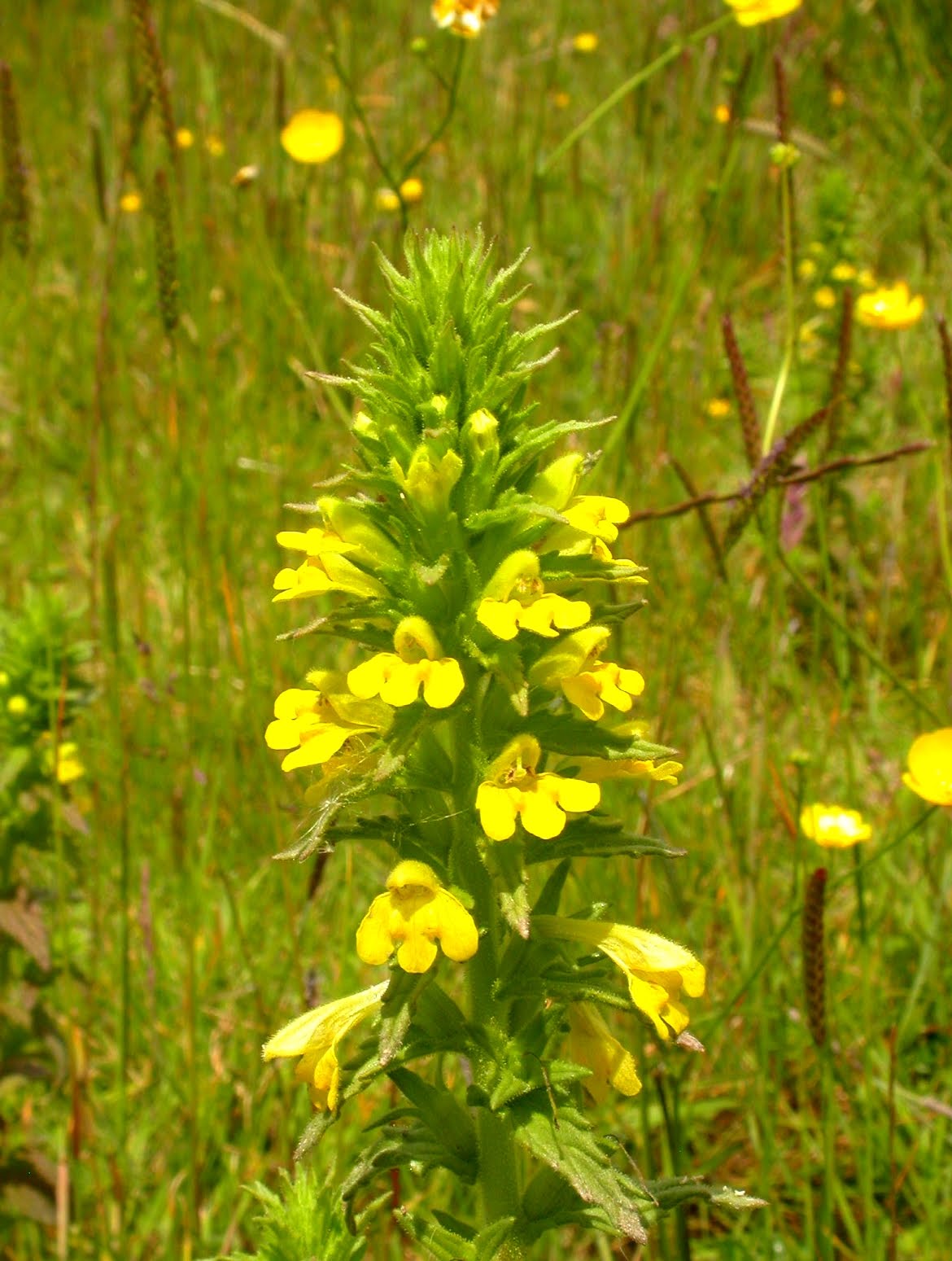 yellow bartsia