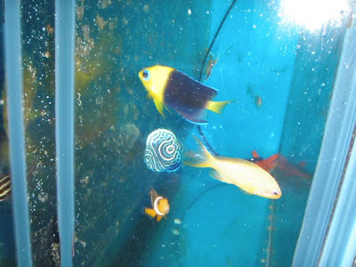 Clipperton Angelfish