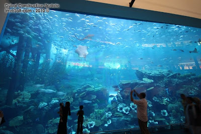 Dubai+mall+aquarium+pictures