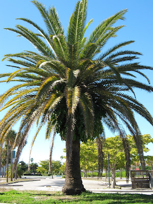 pineapple palm tree