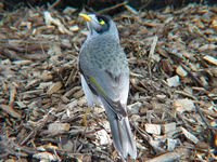 Noisy Miner