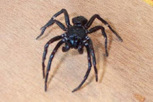 Funnel web spider (Atrax robustus)