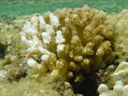 Coral Reef Partially Bleached