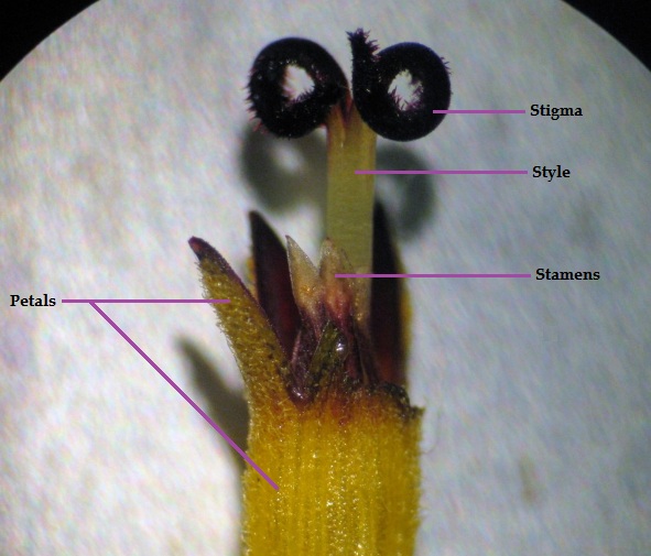 UBC Biology 343 Blog LAB 3