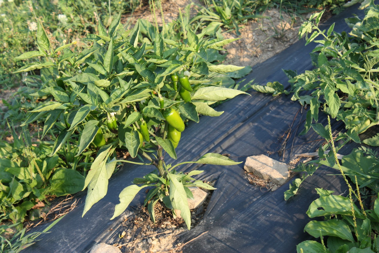 Serenity Valley Farm Early Jalapeno Pepper