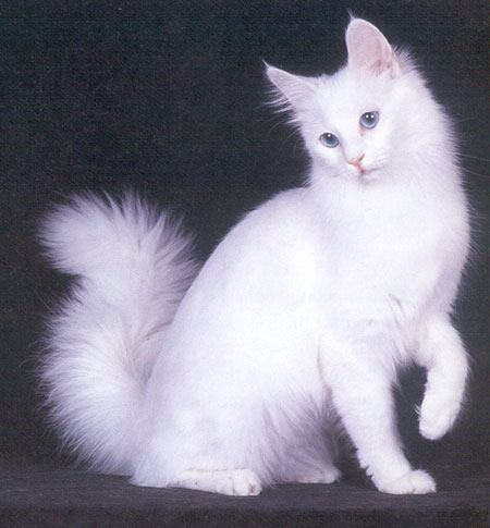 Catlovers: jenis-jenis kucing ras