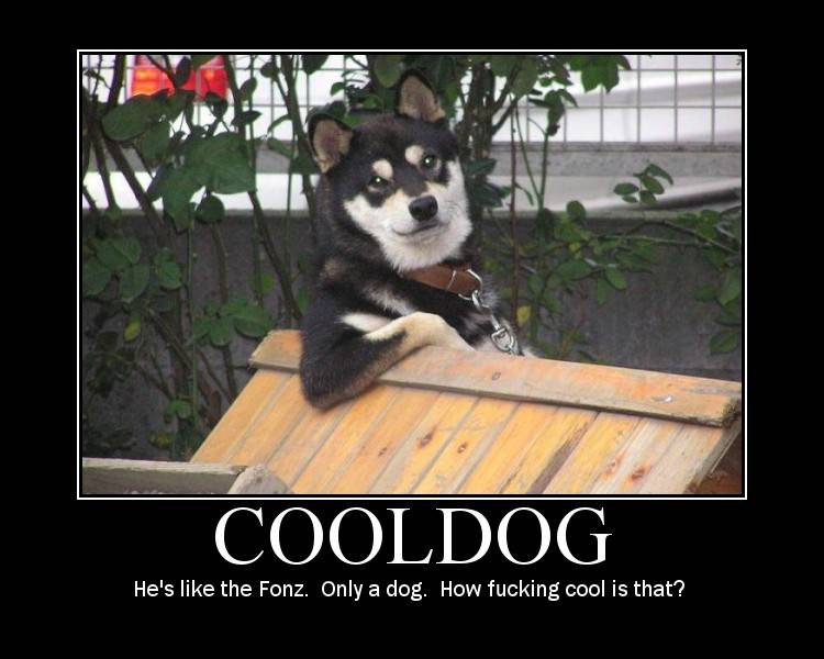 cool-dog.jpg