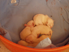 newborn kittens