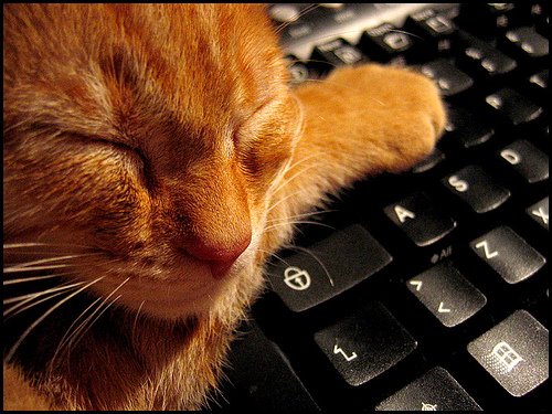 [76370399_0894fabfbe.jpg]