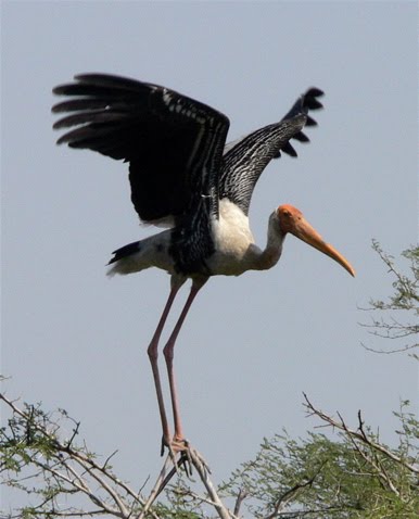 [painted+stork.jpg]