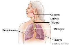 Partes del Sistema Respiratorio